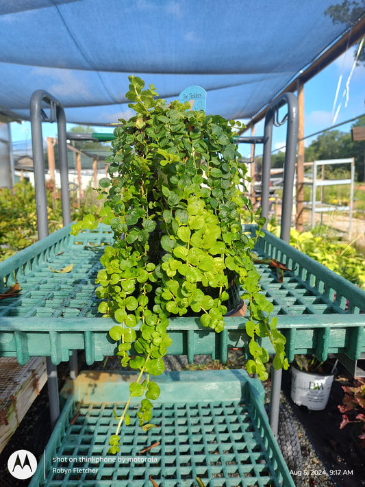 Lysimachia Aurea Creeping Jenny - 3.5" pot