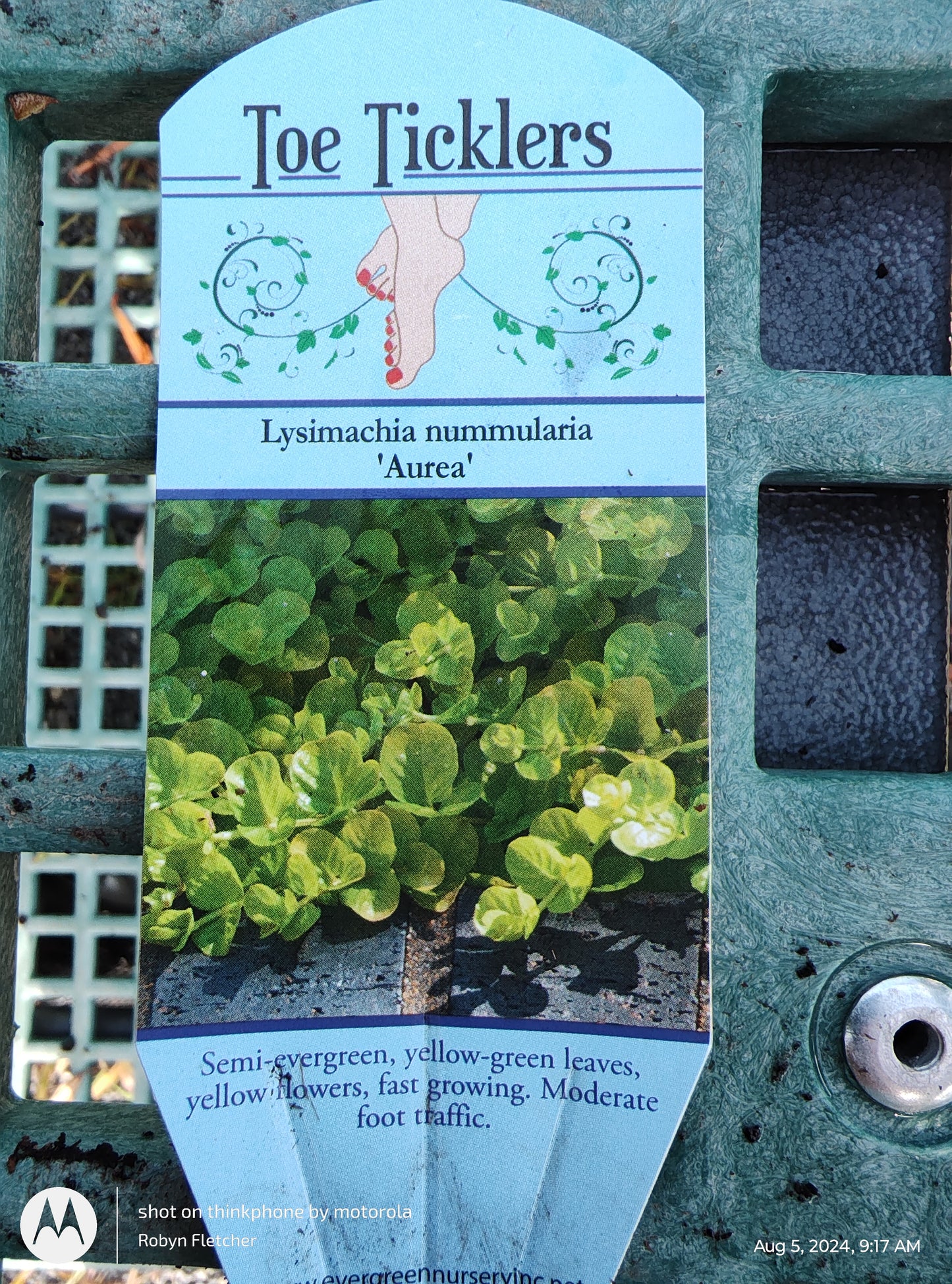Lysimachia Aurea Creeping Jenny - 3.5" pot