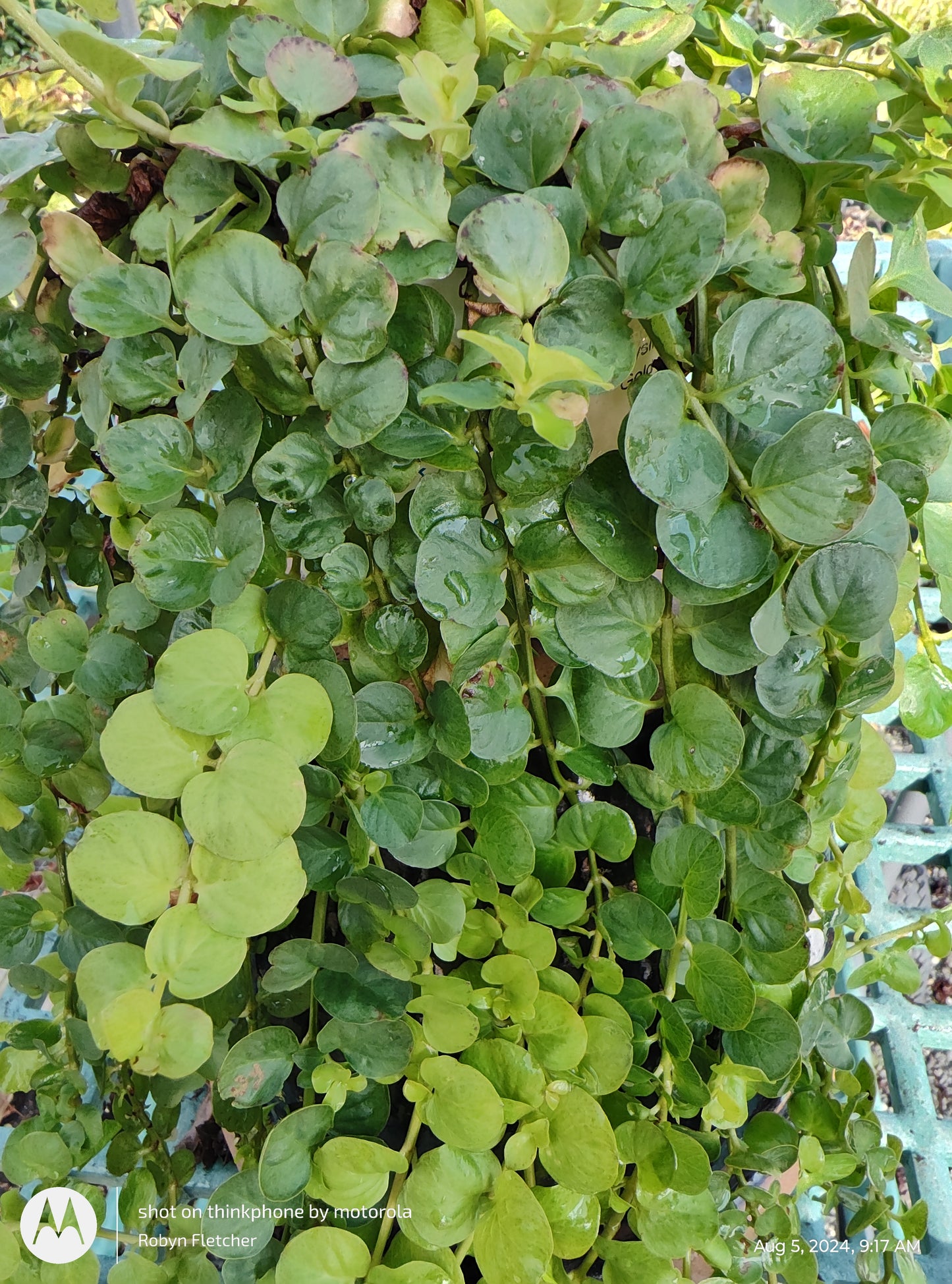 Lysimachia Aurea Creeping Jenny - 3.5" pot