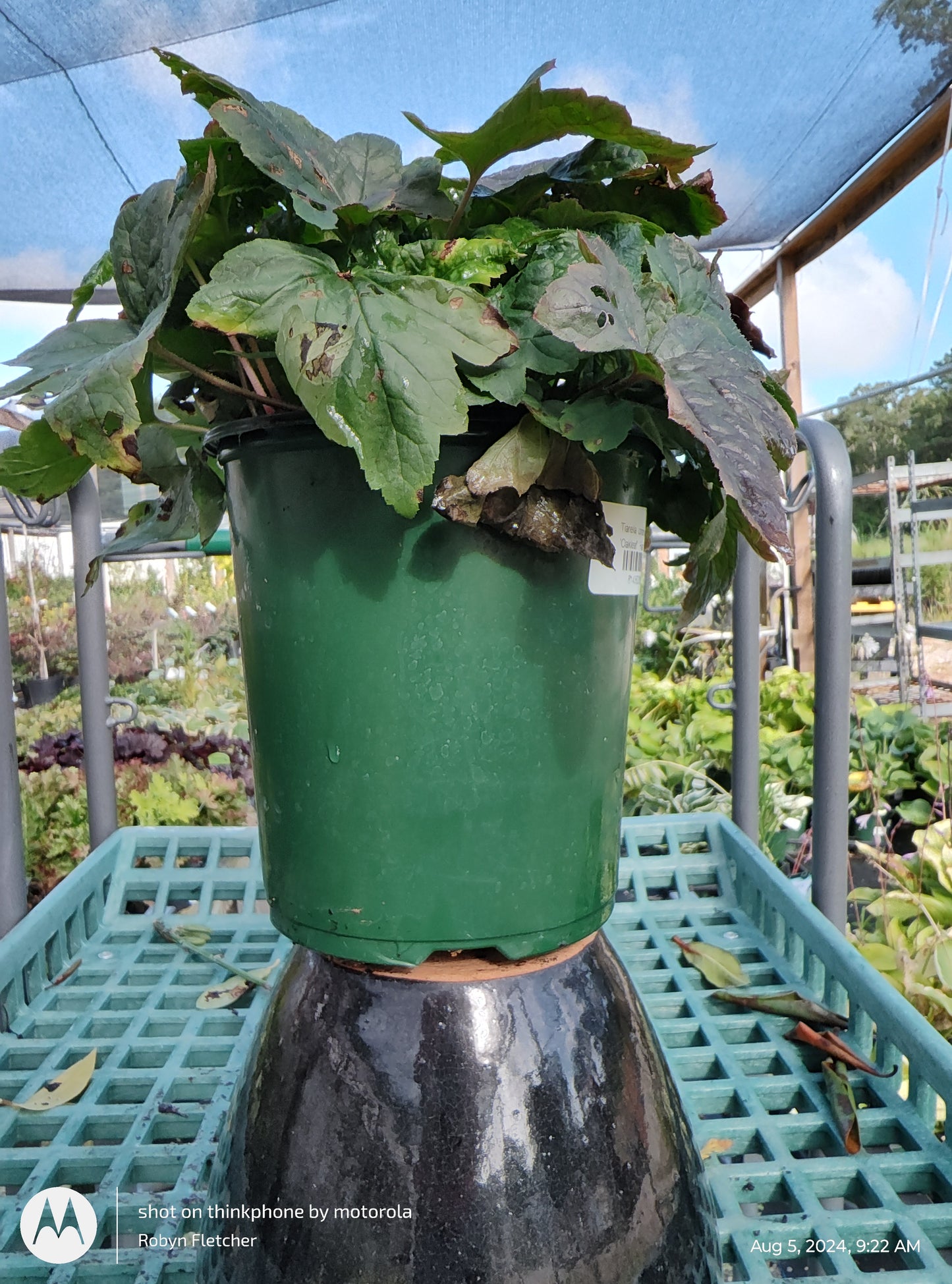 Tiarella cordifolia var. collina 'Oakleaf' Gallon