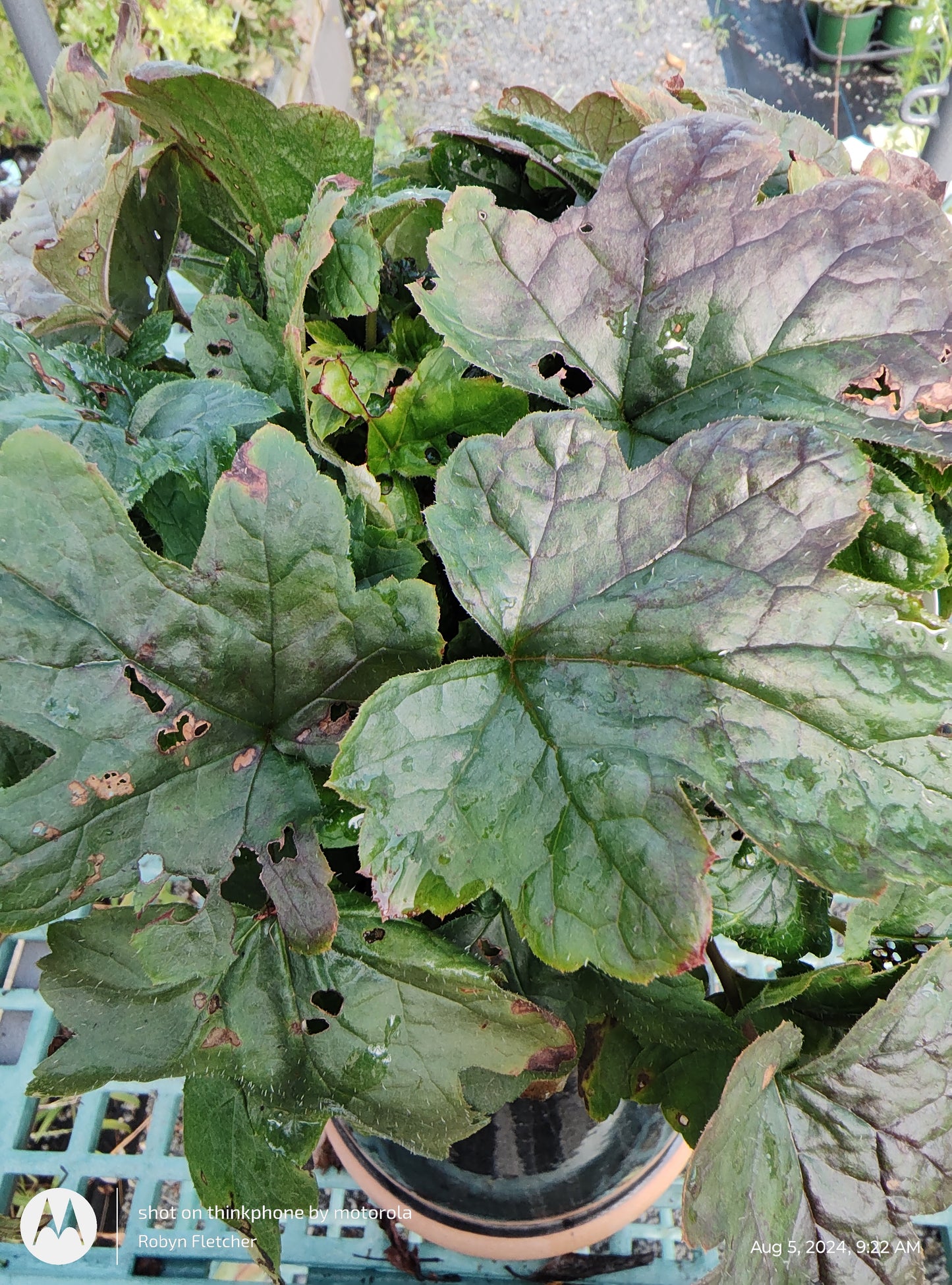 Tiarella cordifolia var. collina 'Oakleaf' Gallon