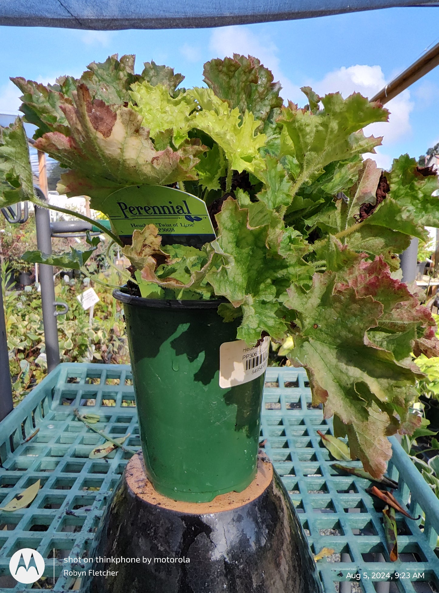 Heuchera Twist of Lime