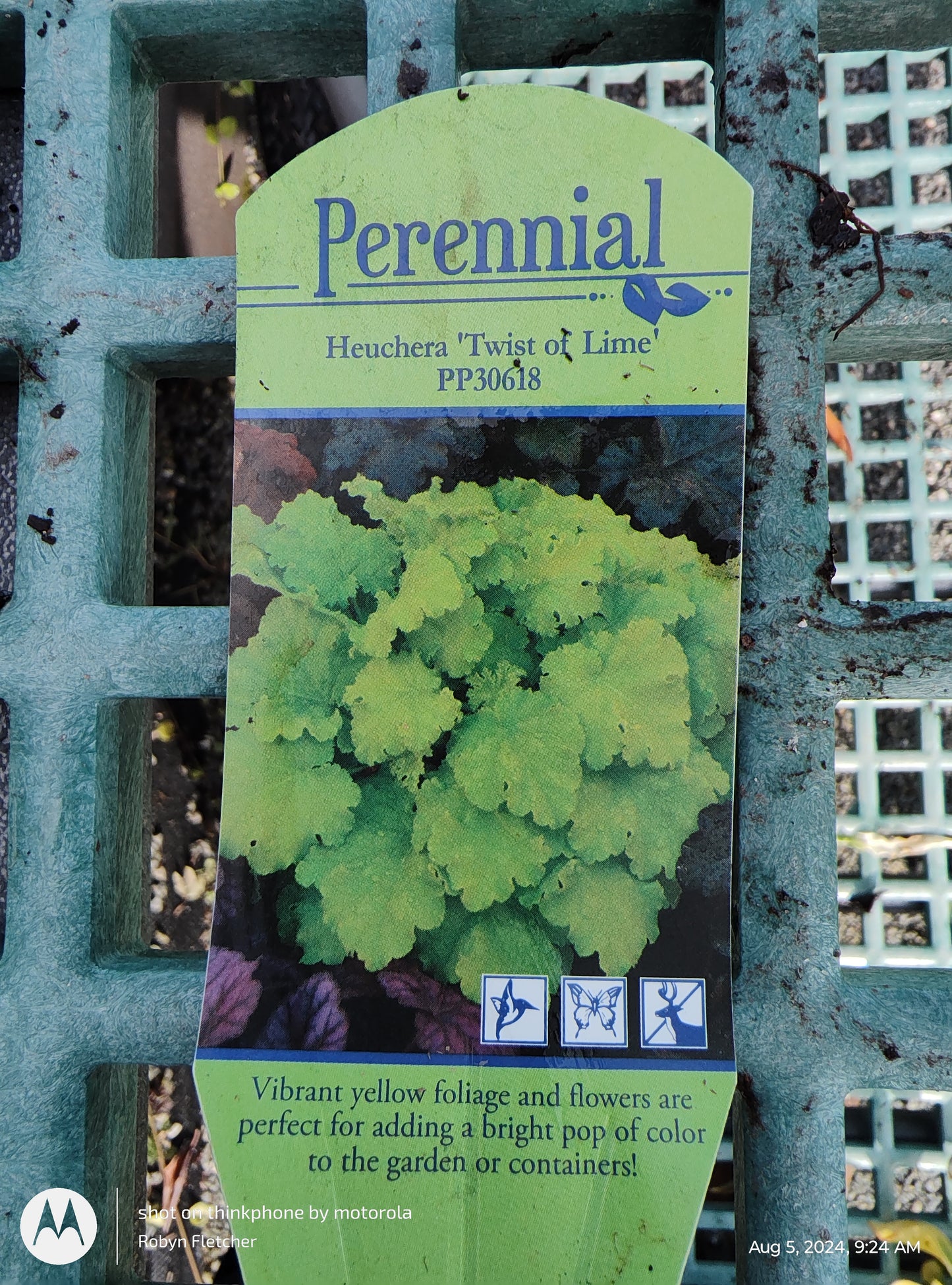 Heuchera Twist of Lime