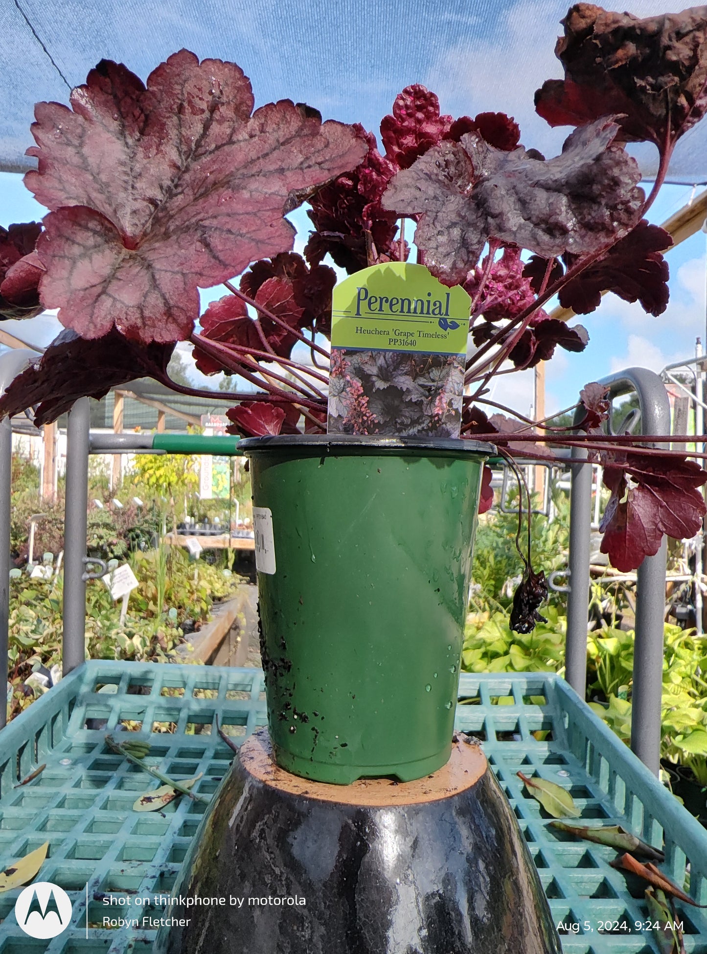Heuchera 'Grape Timeless' Coral Bells