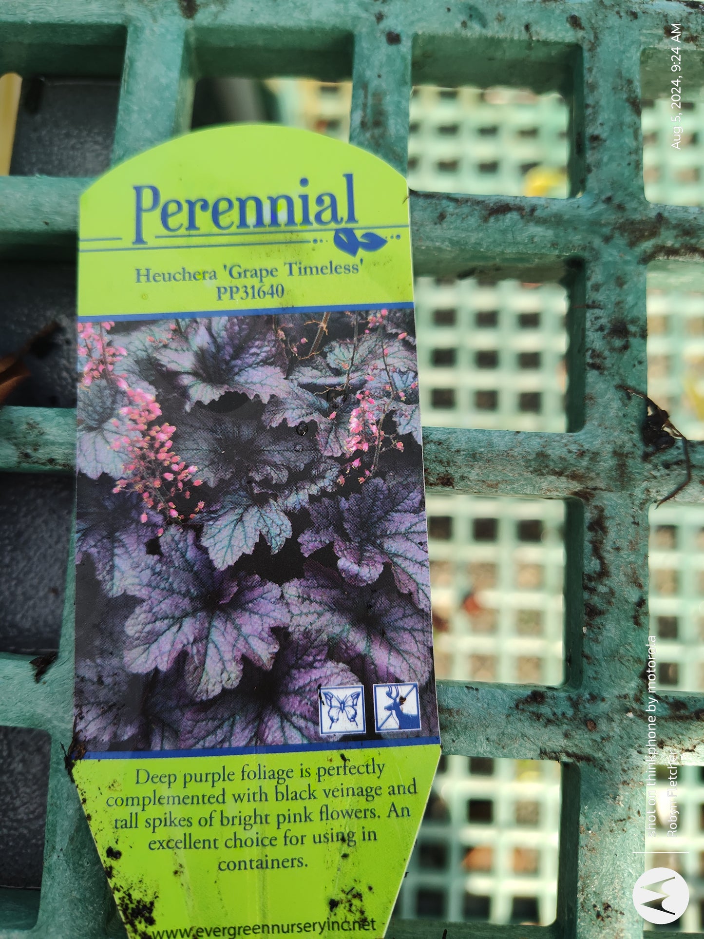 Heuchera 'Grape Timeless' Coral Bells