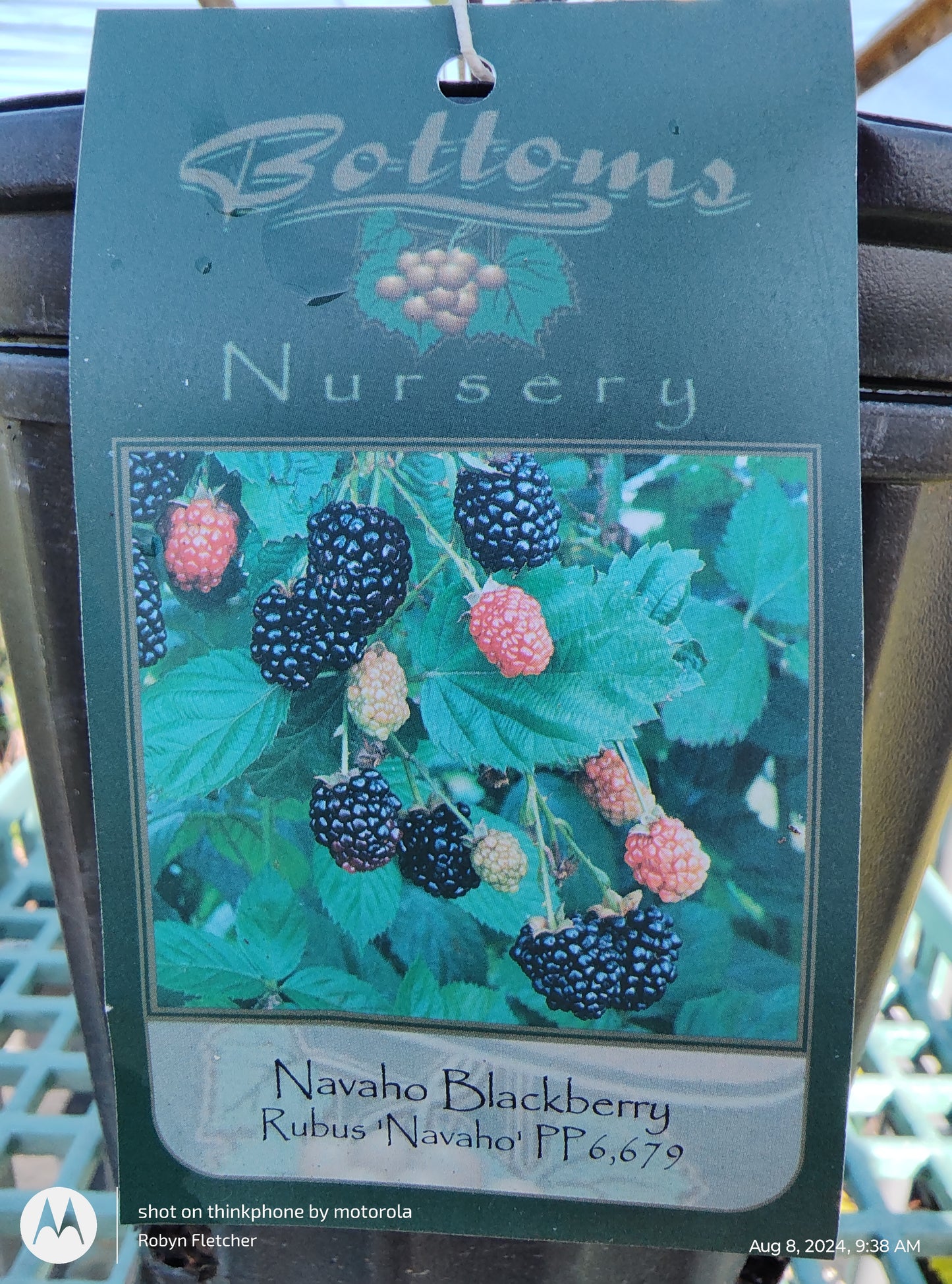 Navaho Blackberry 1 GAL