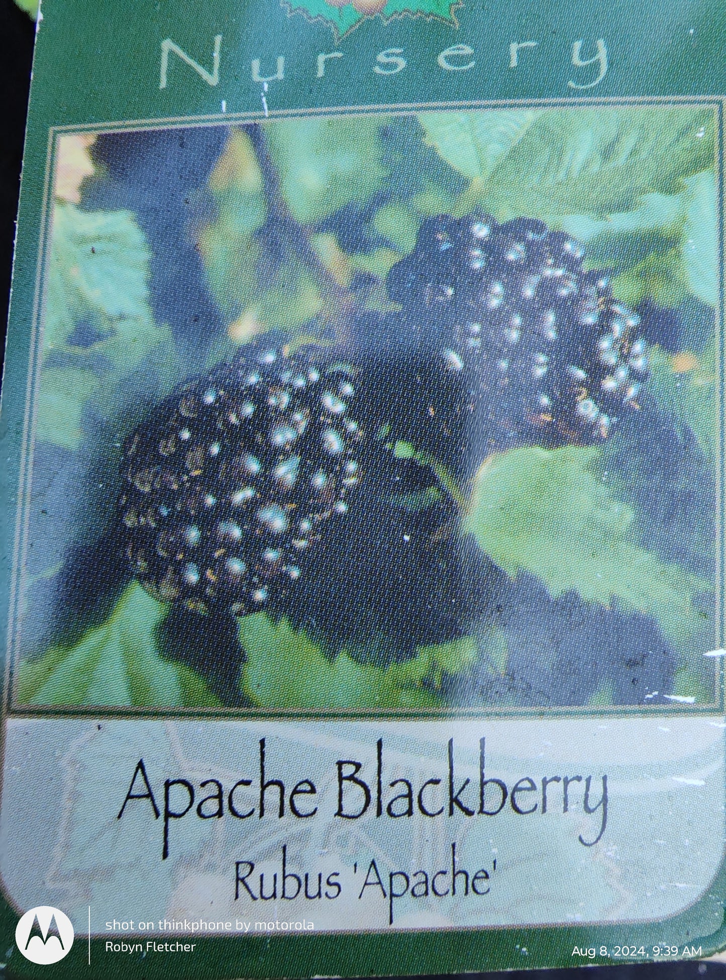 Rubus Apache (Blackberry) 1 Gallon