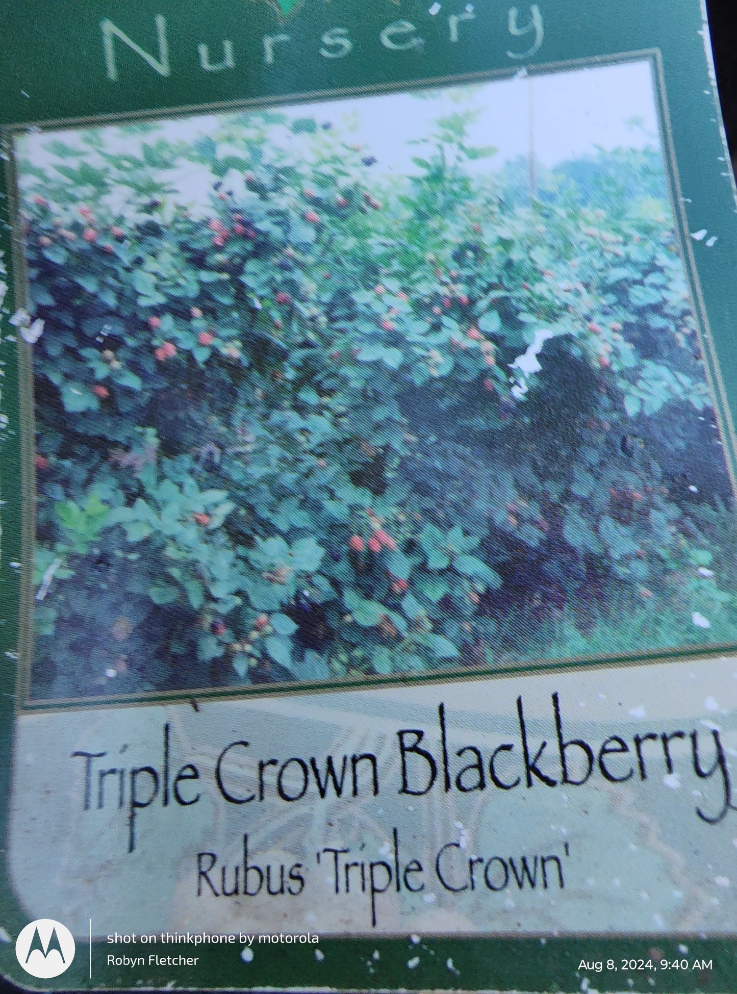 Rubus 'Triple Crown Gallon