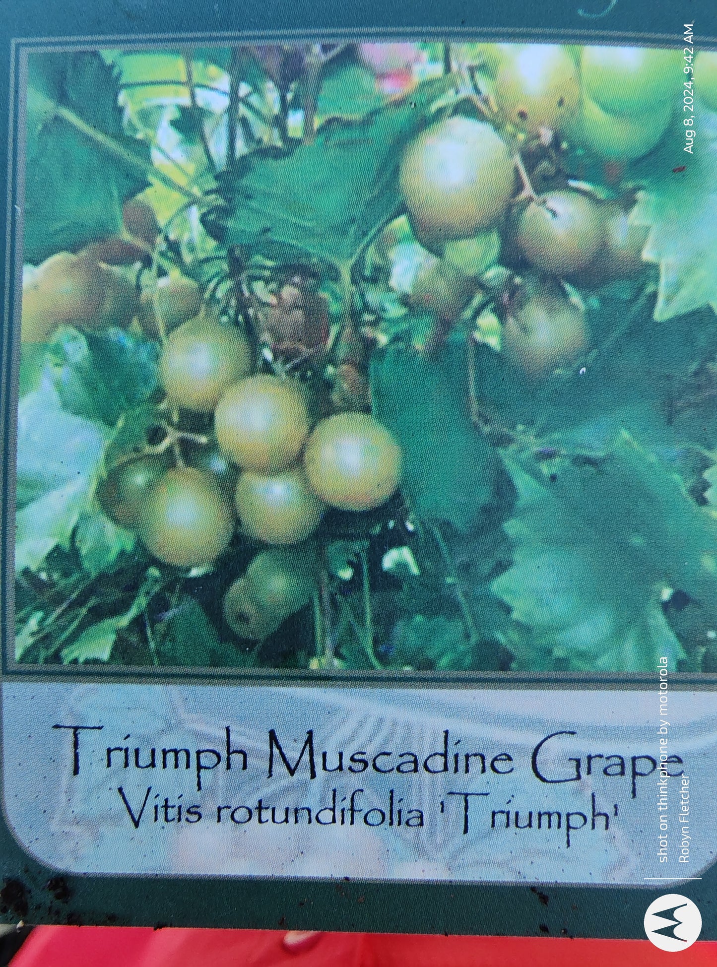 Vitis rotundifolia Triumph Grape 1G