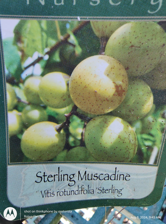 Vitis rotundifolia 'Sterling' - Sterling Muscadine - Gallon