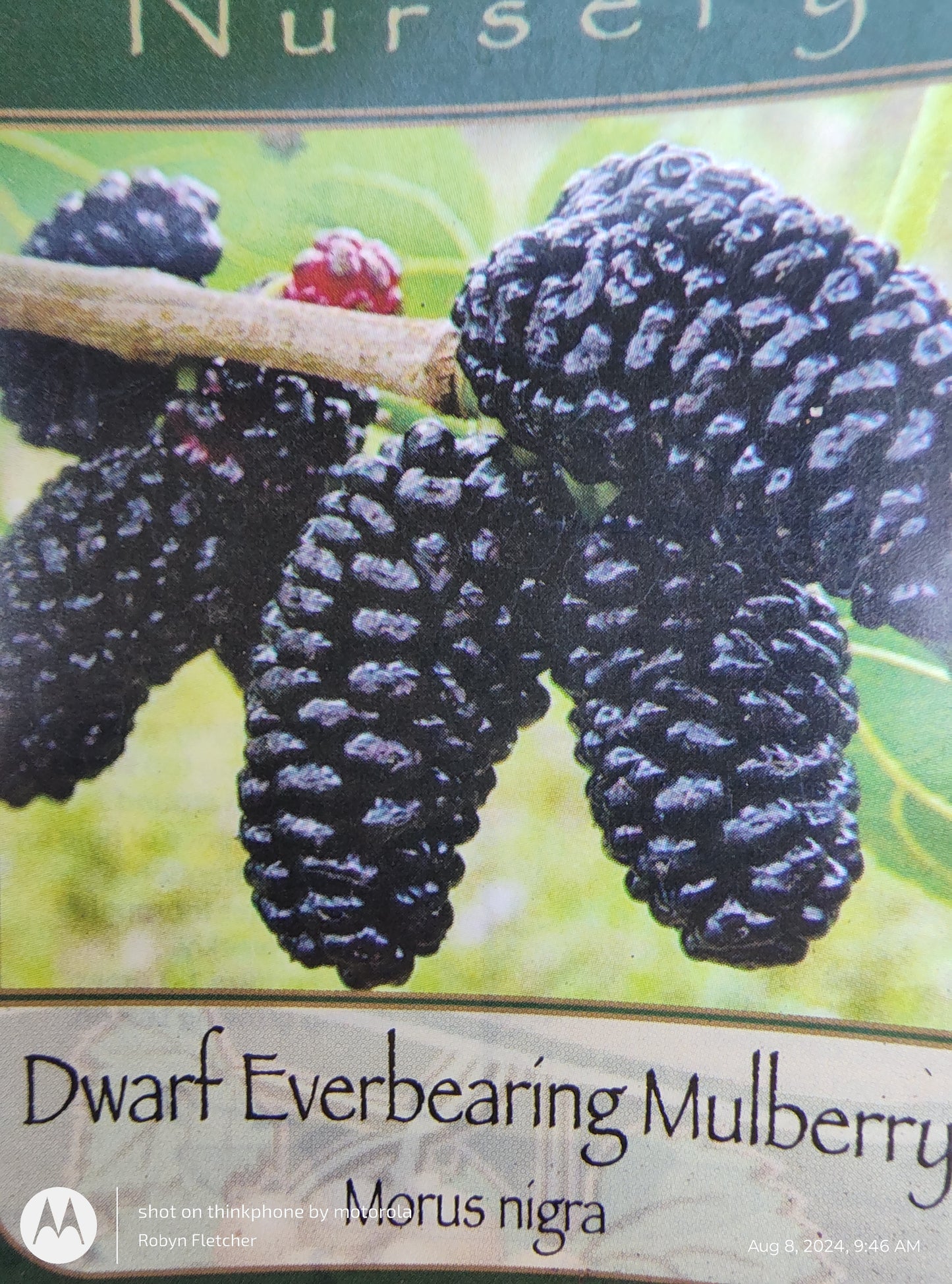 Morus nigra - Dwarf Everbearing Mulberry - Gallon