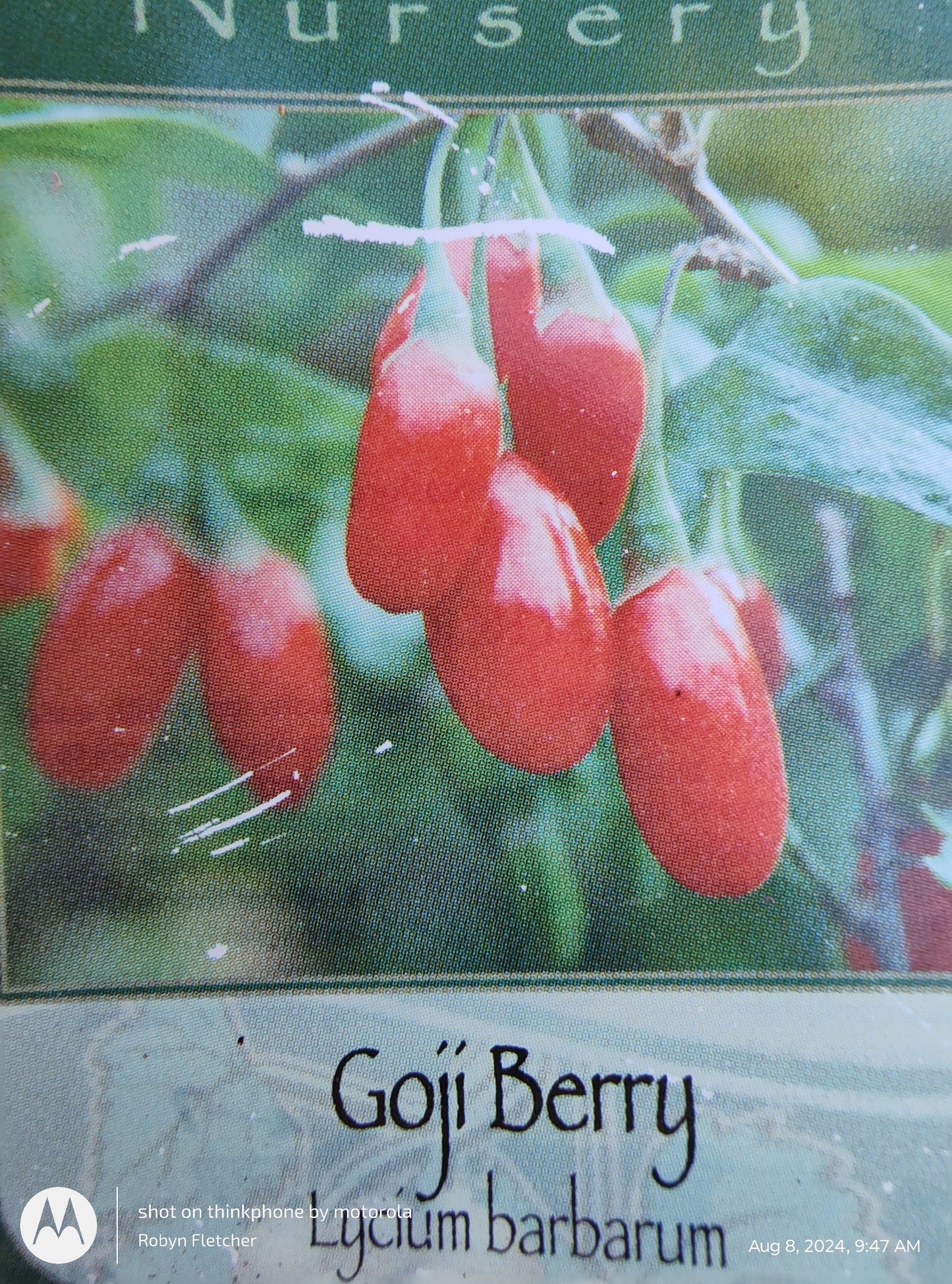 Lycium barbarum - Goji Berry - Gallon