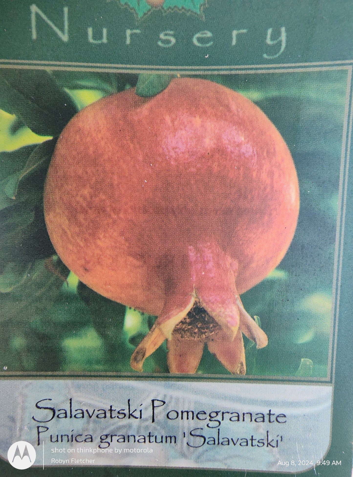 Punica granatum 'Salavatski' - Pomegrante - Gallon