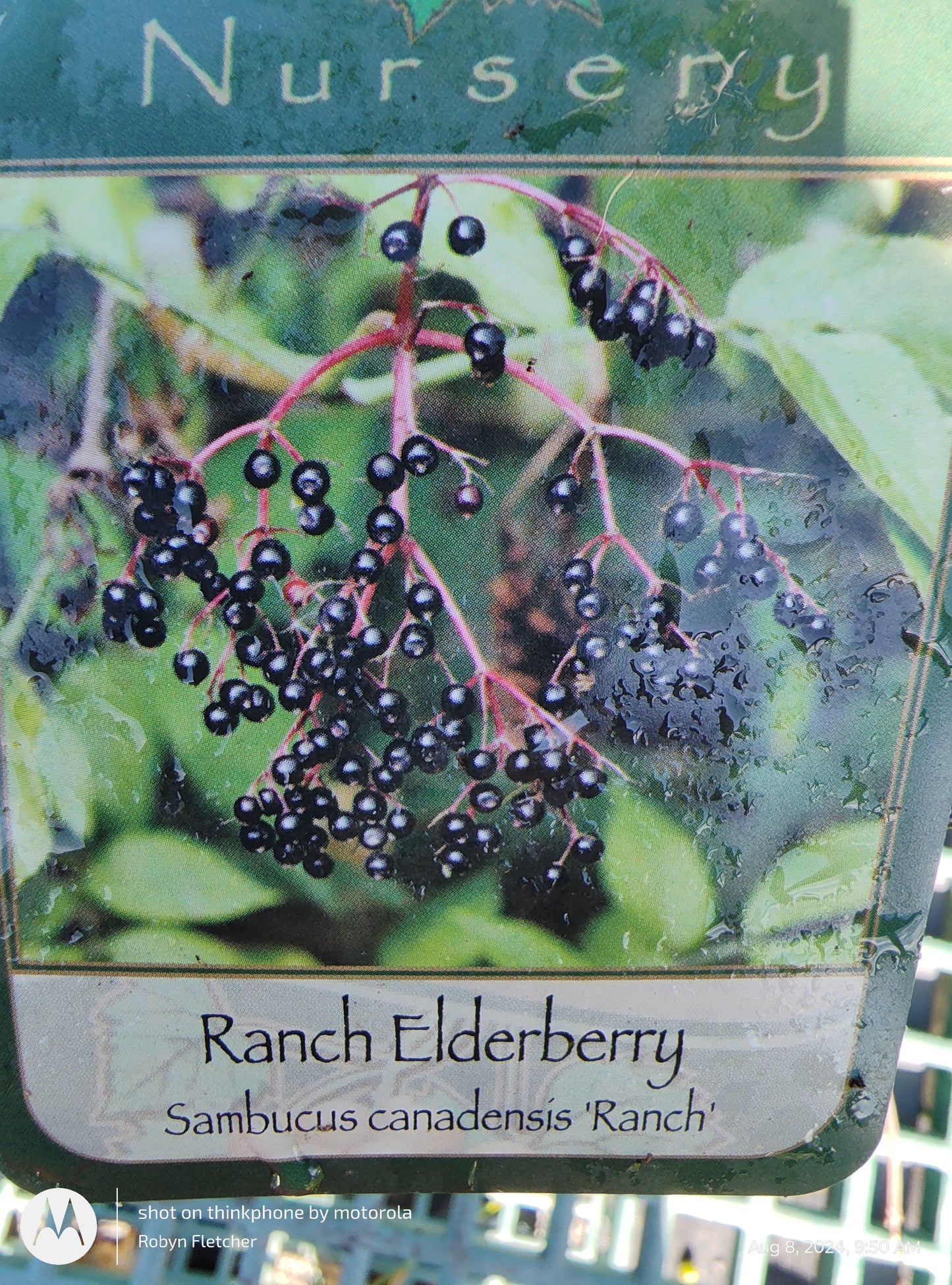 Sambucus canadense 'Ranch' - Ranch Elderberry - Gallon