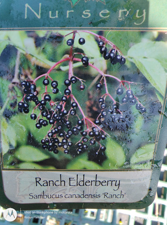 Sambucus canadense 'Ranch' - Ranch Elderberry - Gallon