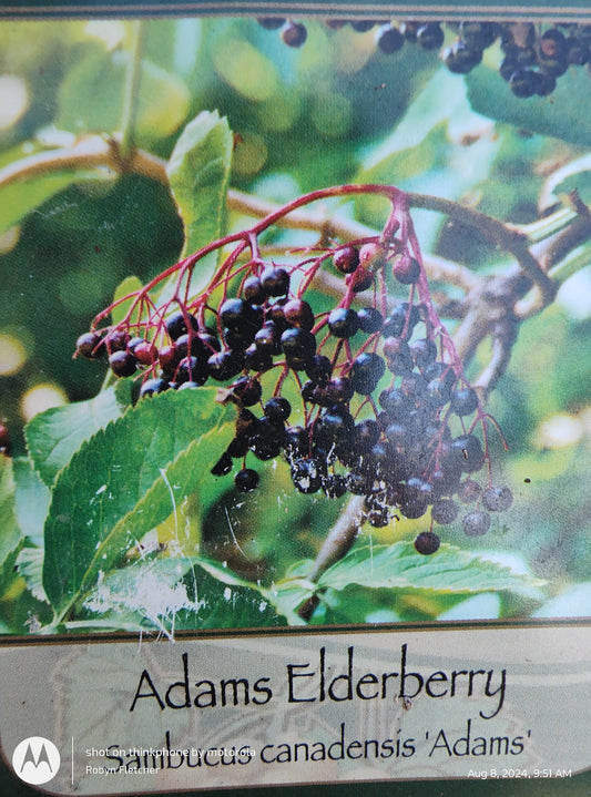 Sambucus canadensis 'Adams' - Adams Elderberry - Gallon