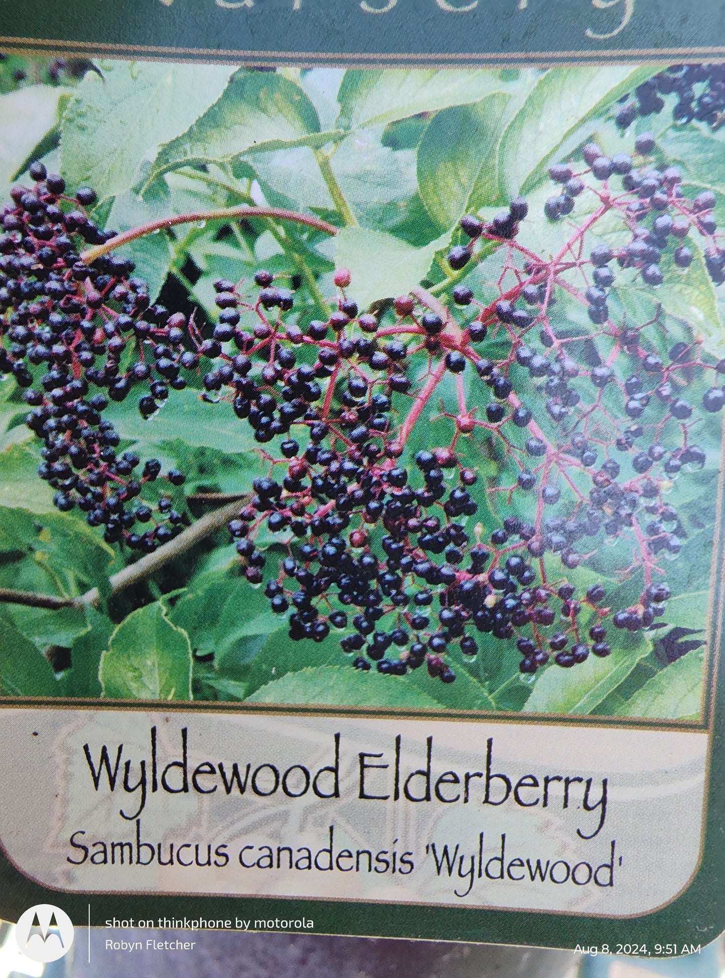 Sambucus canadensis 'Wyldewood' - Wyldewood Elderberry - Gallon