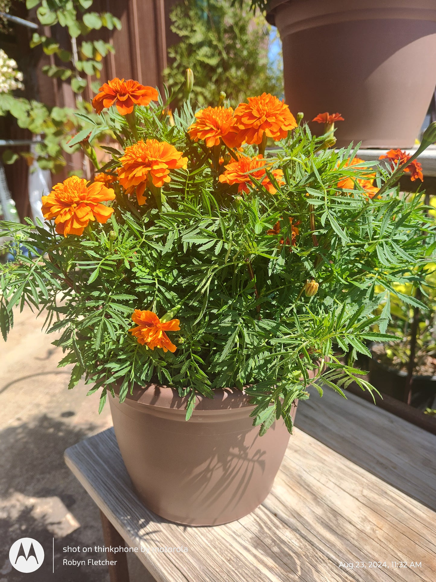 Marigold 10" Patio Pot