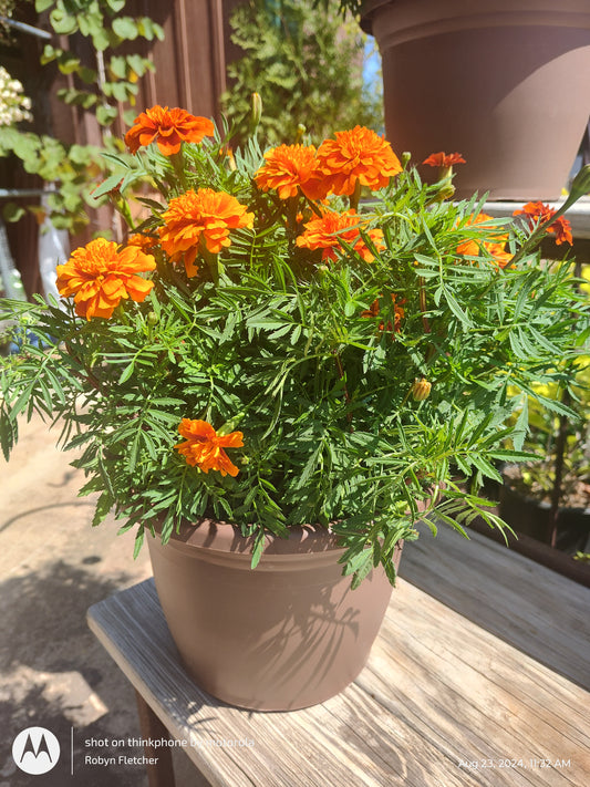 Marigold 10" Patio Pot