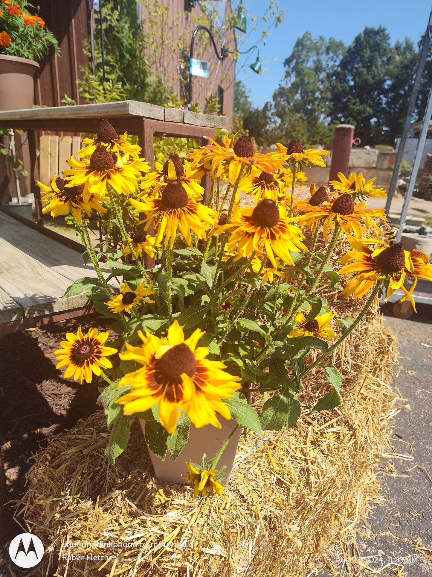 Rudbeckia Denver Daisy - 7.5" Square Patio Pot