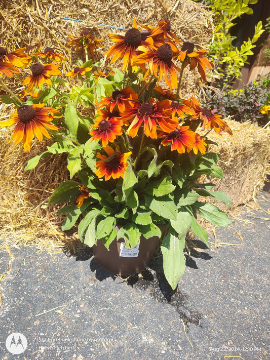 Assorted Rudbeckia