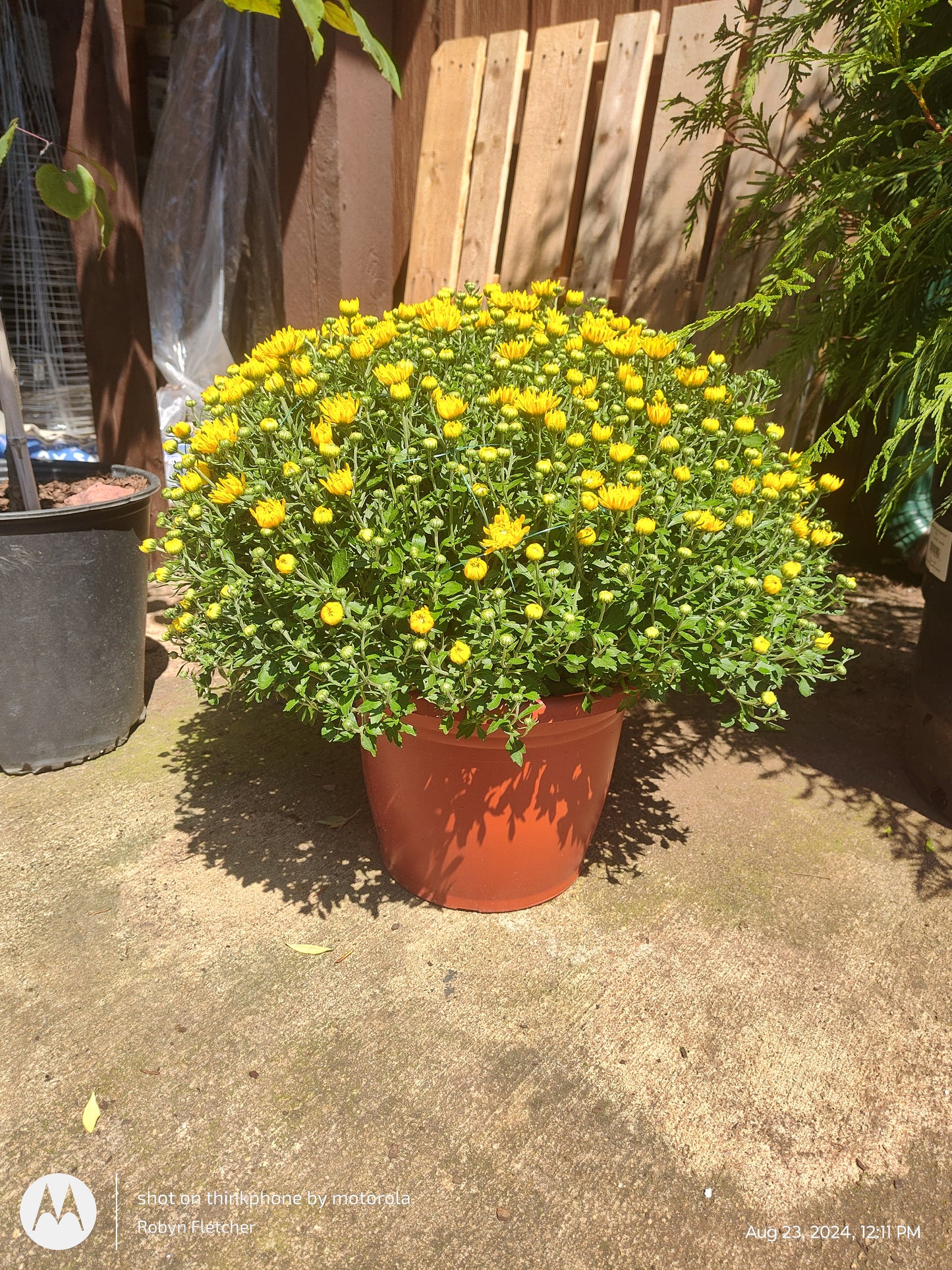 Garden Mum's