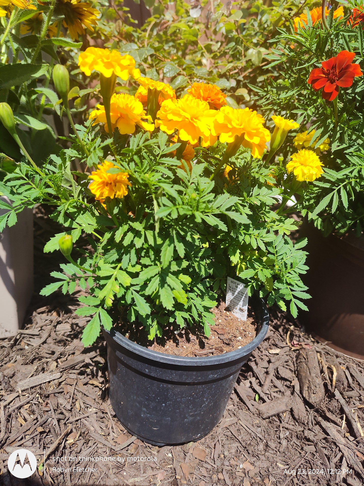 Marigold Hot Pak Mix - 6.5" Pot