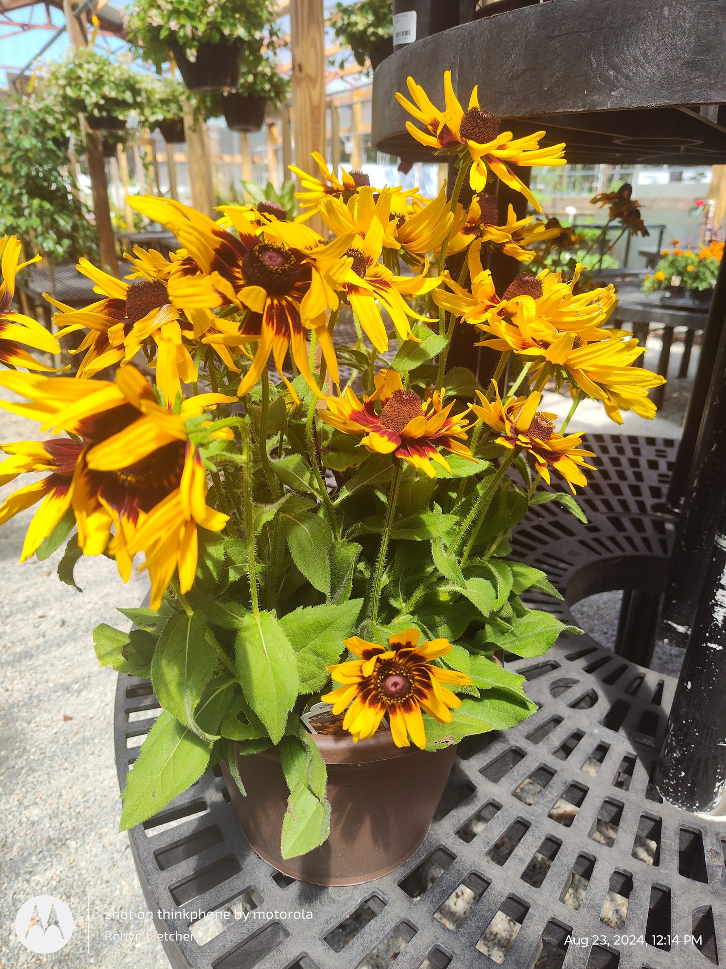 Assorted Rudbeckia