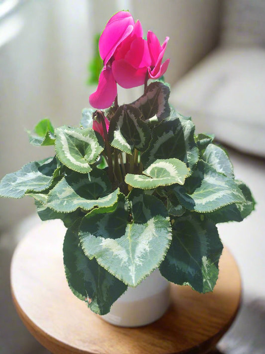 Cyclamen 6"