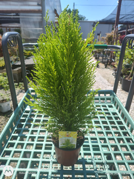 Lemon Cypress 4.5" Pot