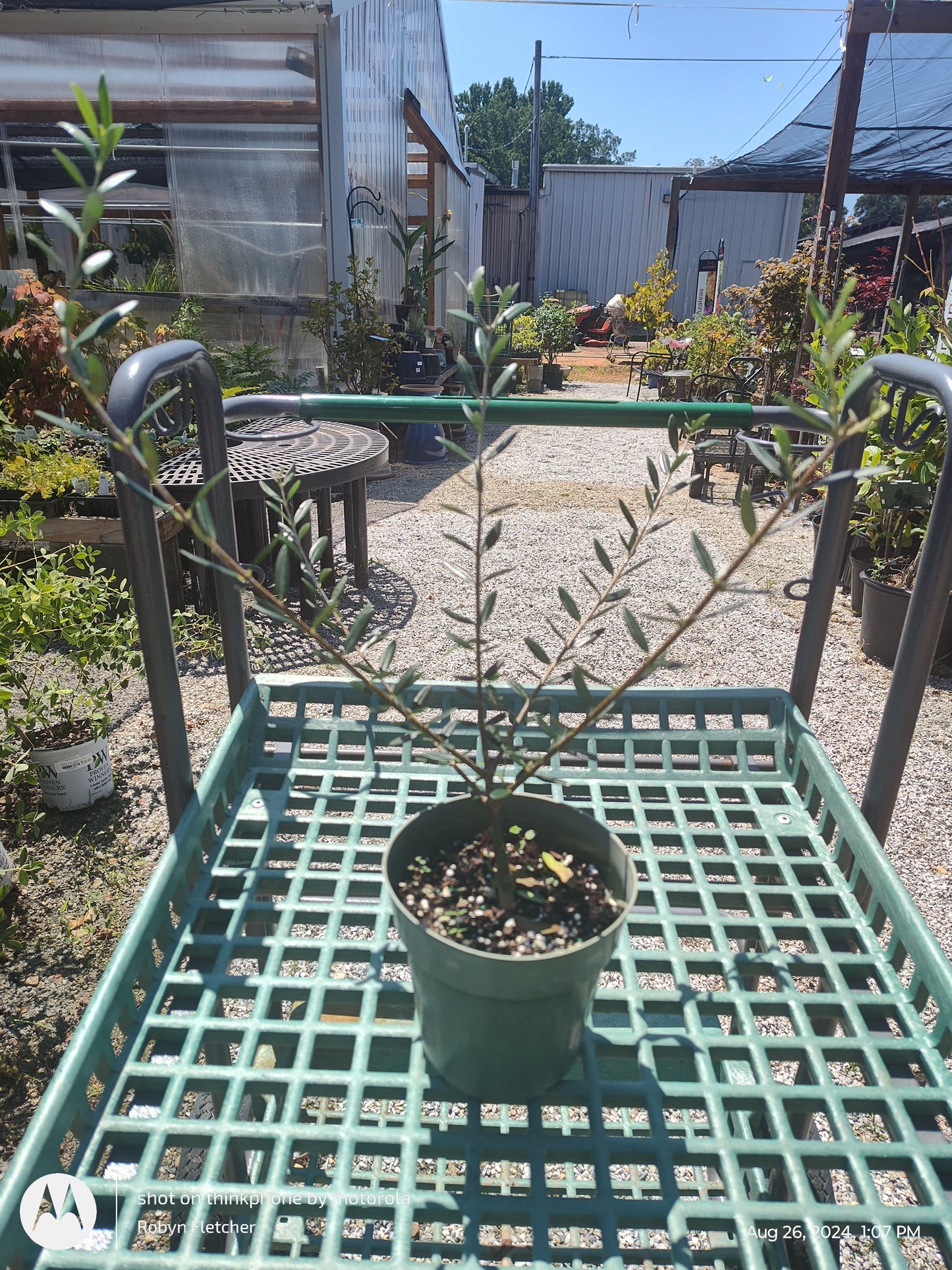 Olive Tree - 6" Pot