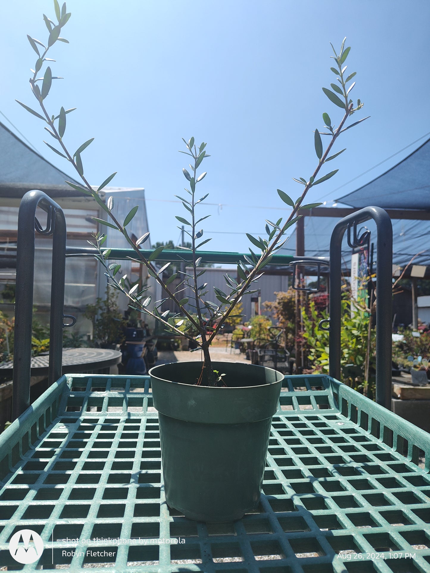 Olive Tree - 6" Pot