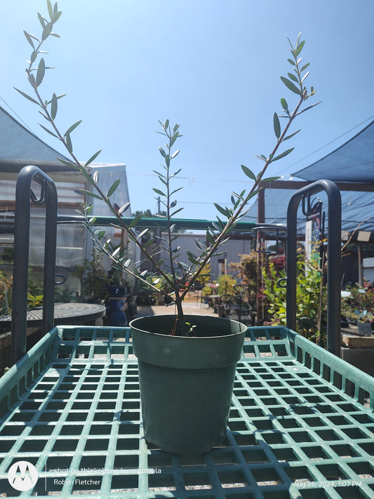 Olive Tree - 6" Pot
