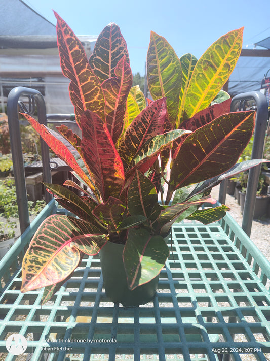 Croton - 6" Pot