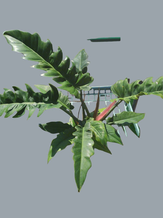Philodendron Ring of Fire - 6" Pot