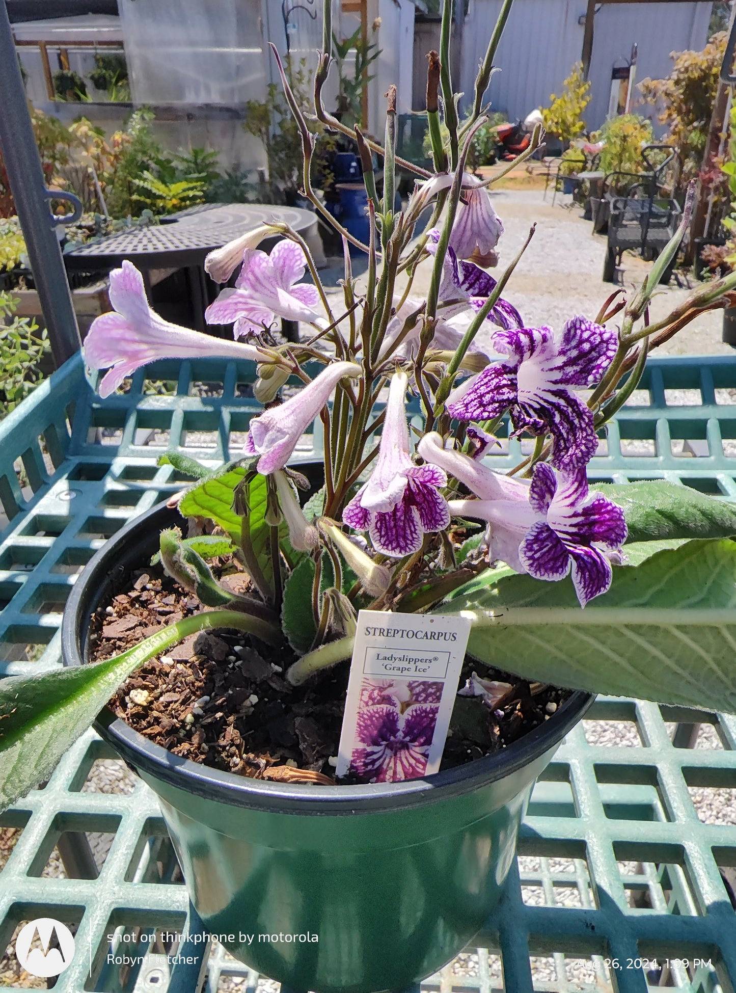 Streptocarpus - Ladyslippers 'Grape Ice' - 6" Pot