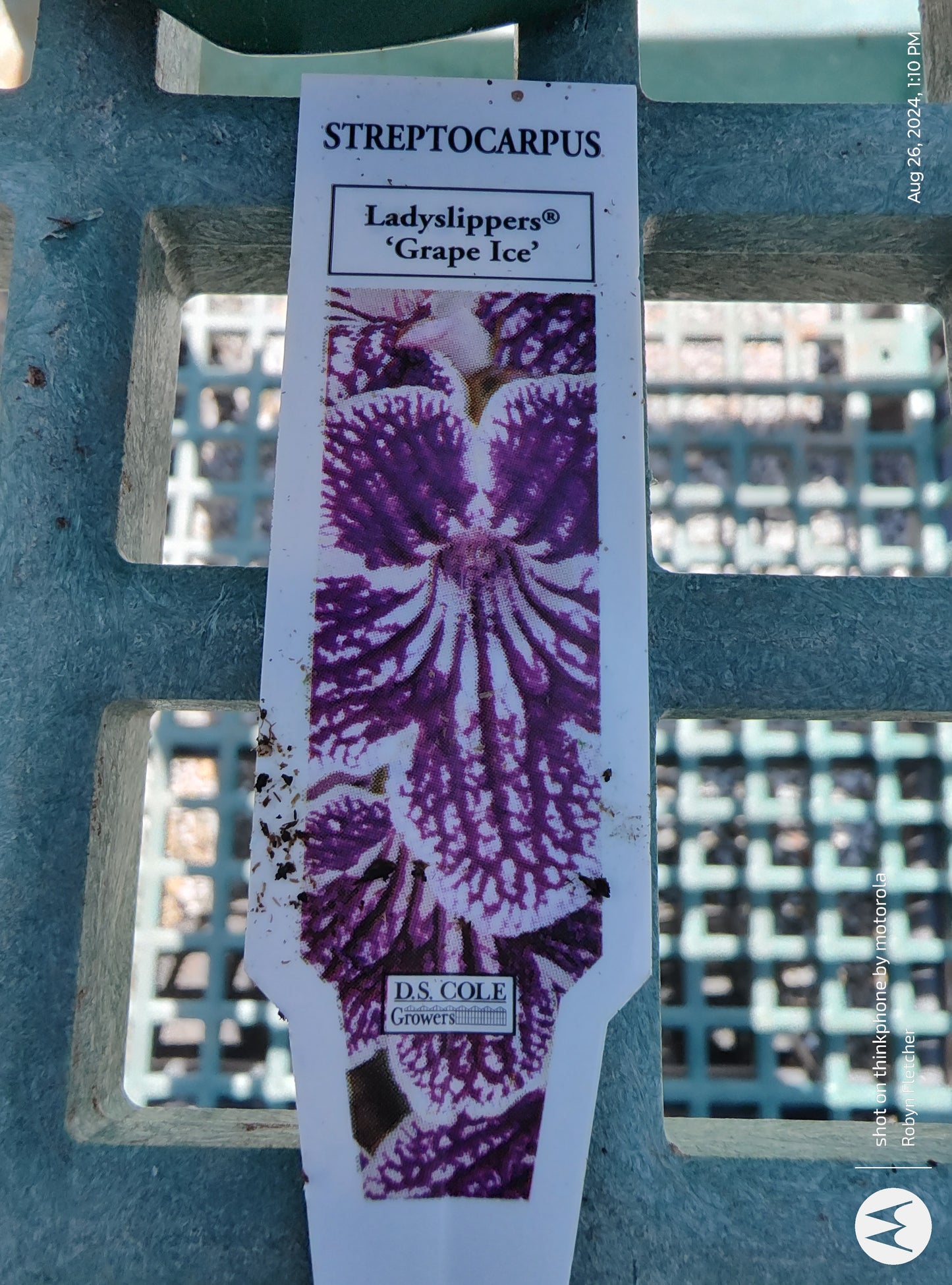 Streptocarpus - Ladyslippers 'Grape Ice' - 6" Pot