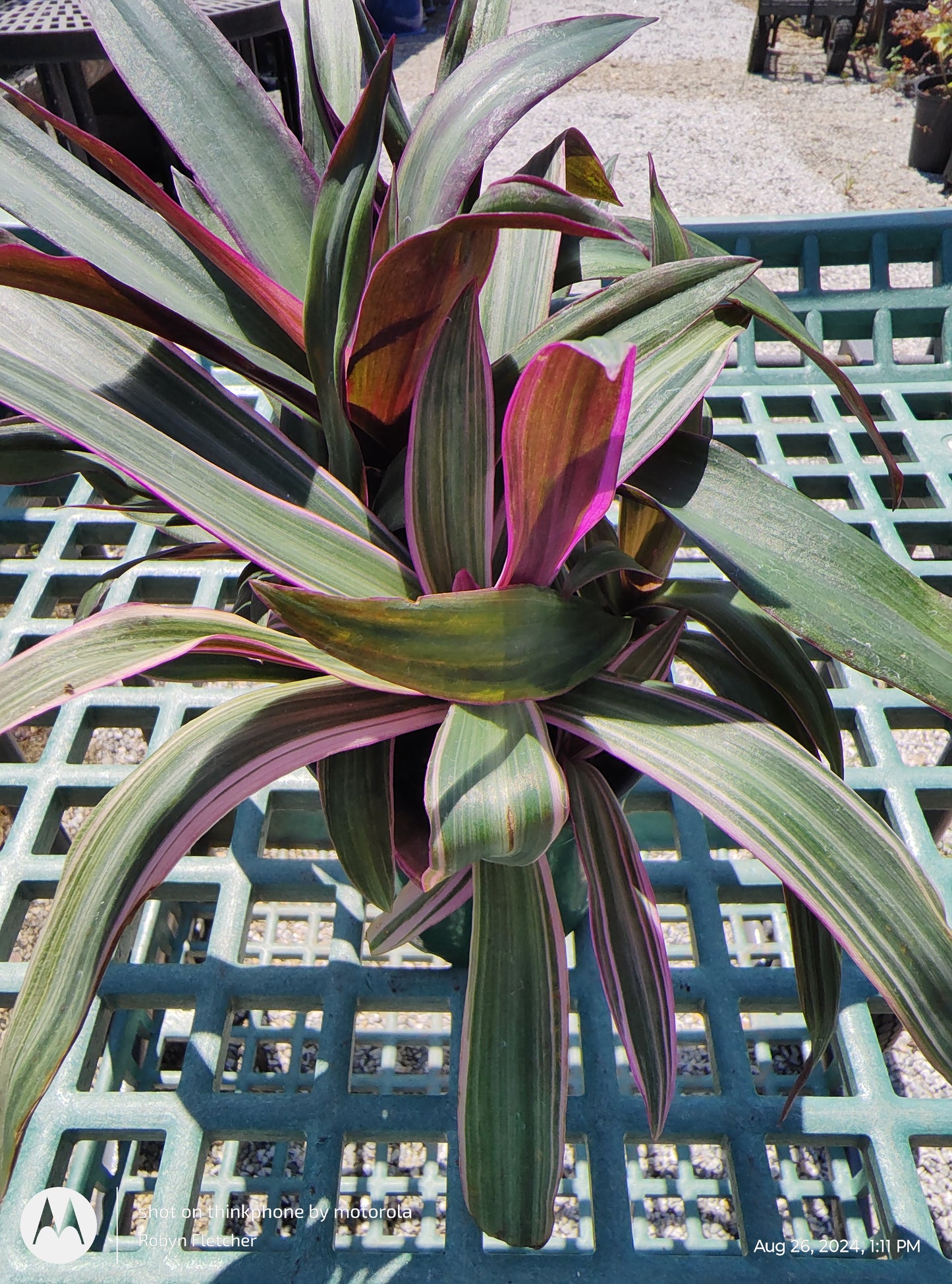 Oyster Plant - Moses in the Cradle - 4" Pot