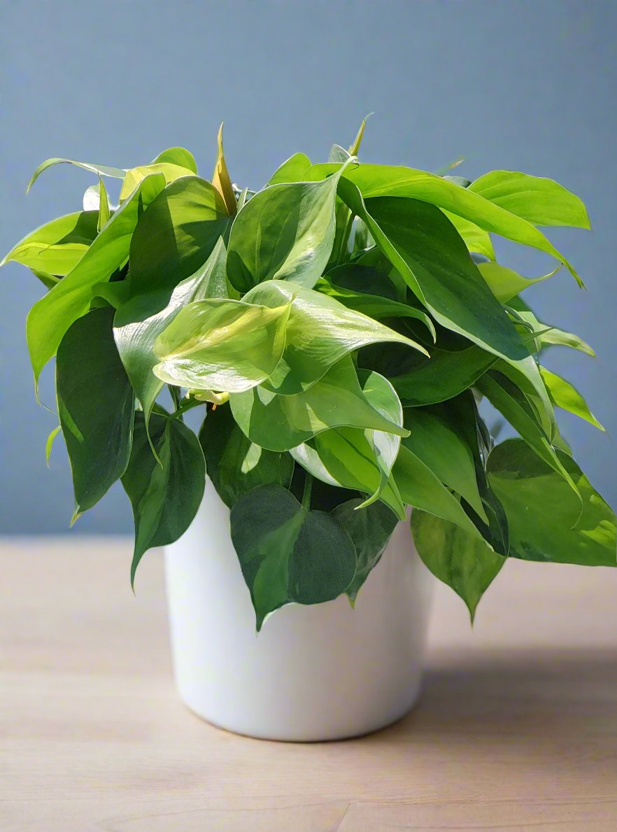 Pothos Marble Queen - 6" Pot