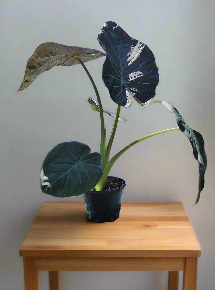 Philodendron Gloriosum - 6" Pot