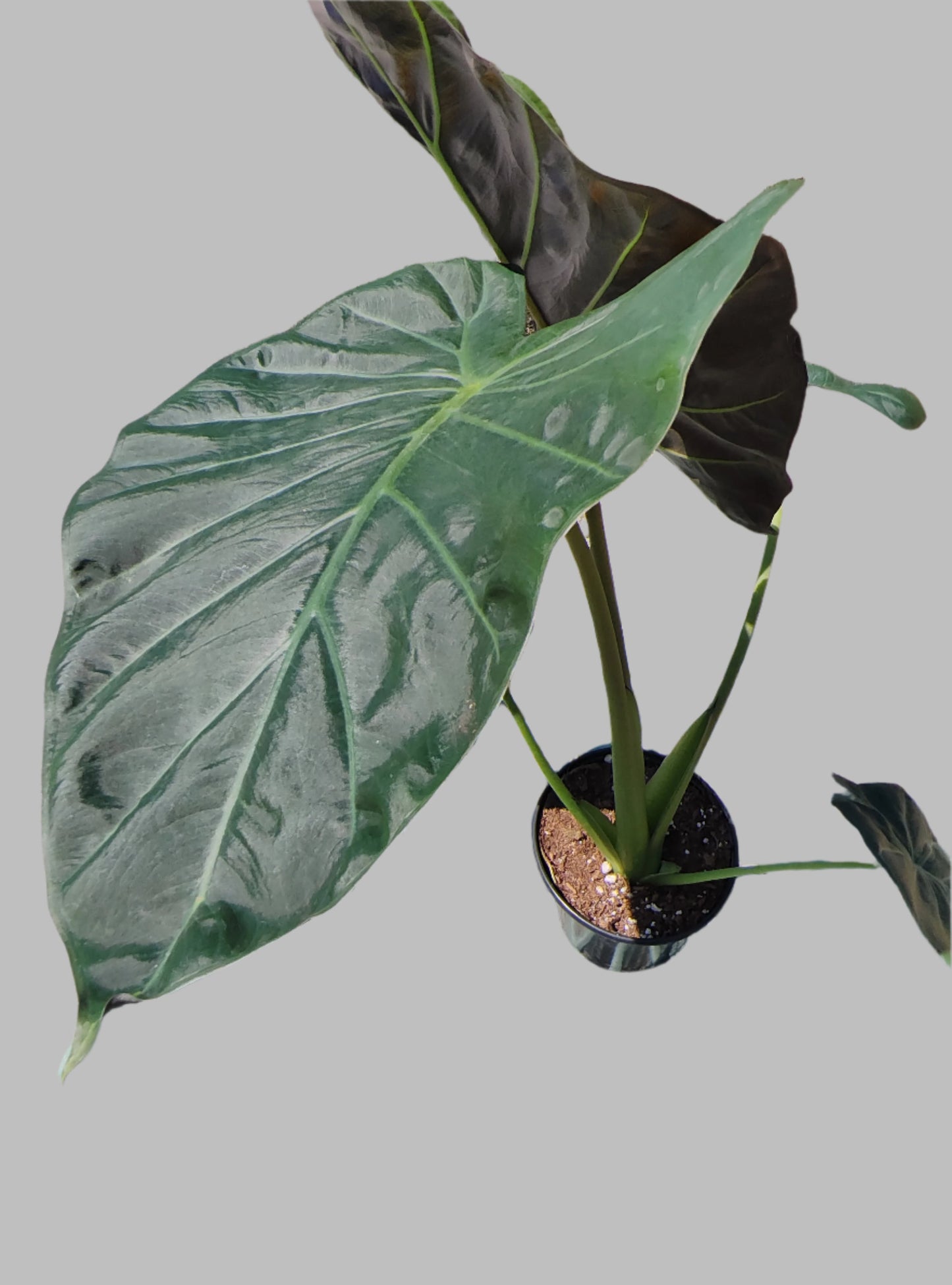 Philodendron Gloriosum - 6" Pot