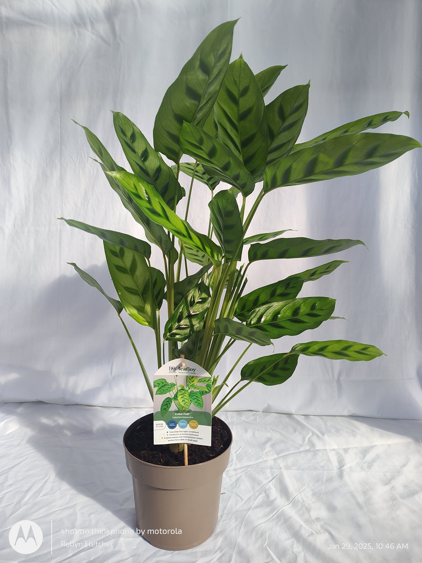 CALATHEA LEOPARDINA PROVEN WINNERS 17CM