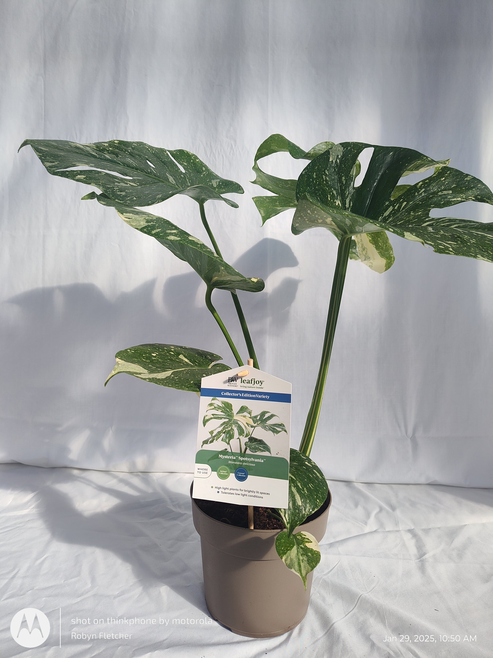 monstera spotsylvania MONSTERA SPOTSYLVANIA™ THAI CONSTELLATION PROVEN WINNERS 17CM – Madison  County Ace Garden Center
