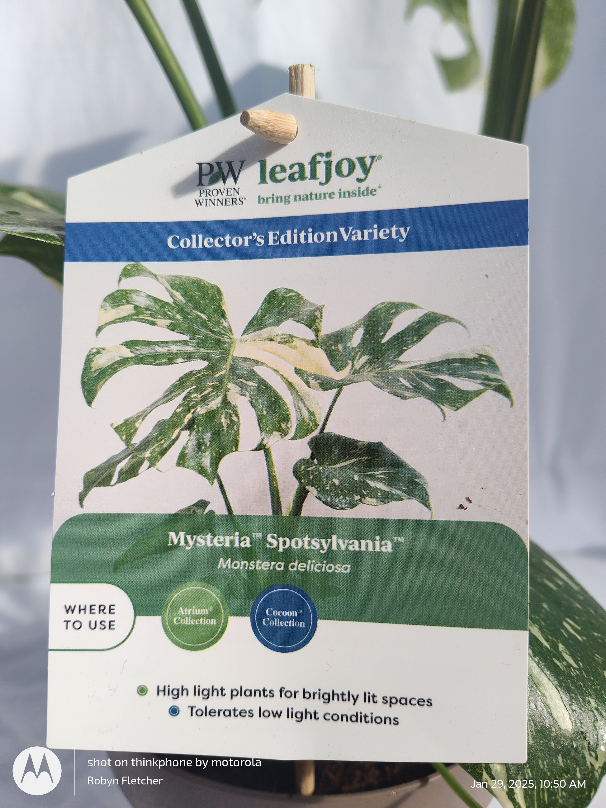 monstera spotsylvania MONSTERA SPOTSYLVANIA™ THAI CONSTELLATION PROVEN WINNERS 17CM – Madison County Ace Garden Center