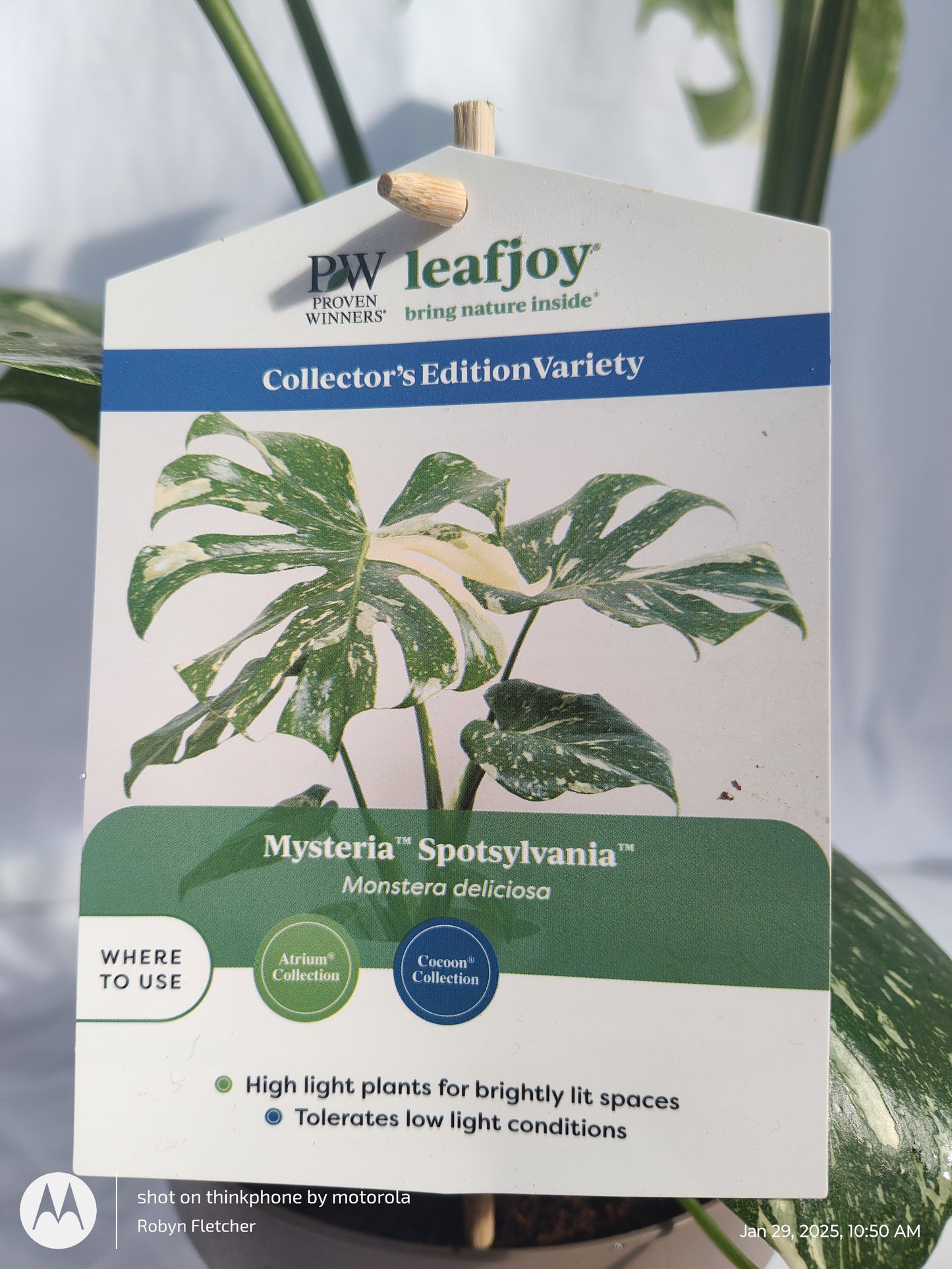 MONSTERA SPOTSYLVANIA™ THAI CONSTELLATION PROVEN WINNERS 17CM