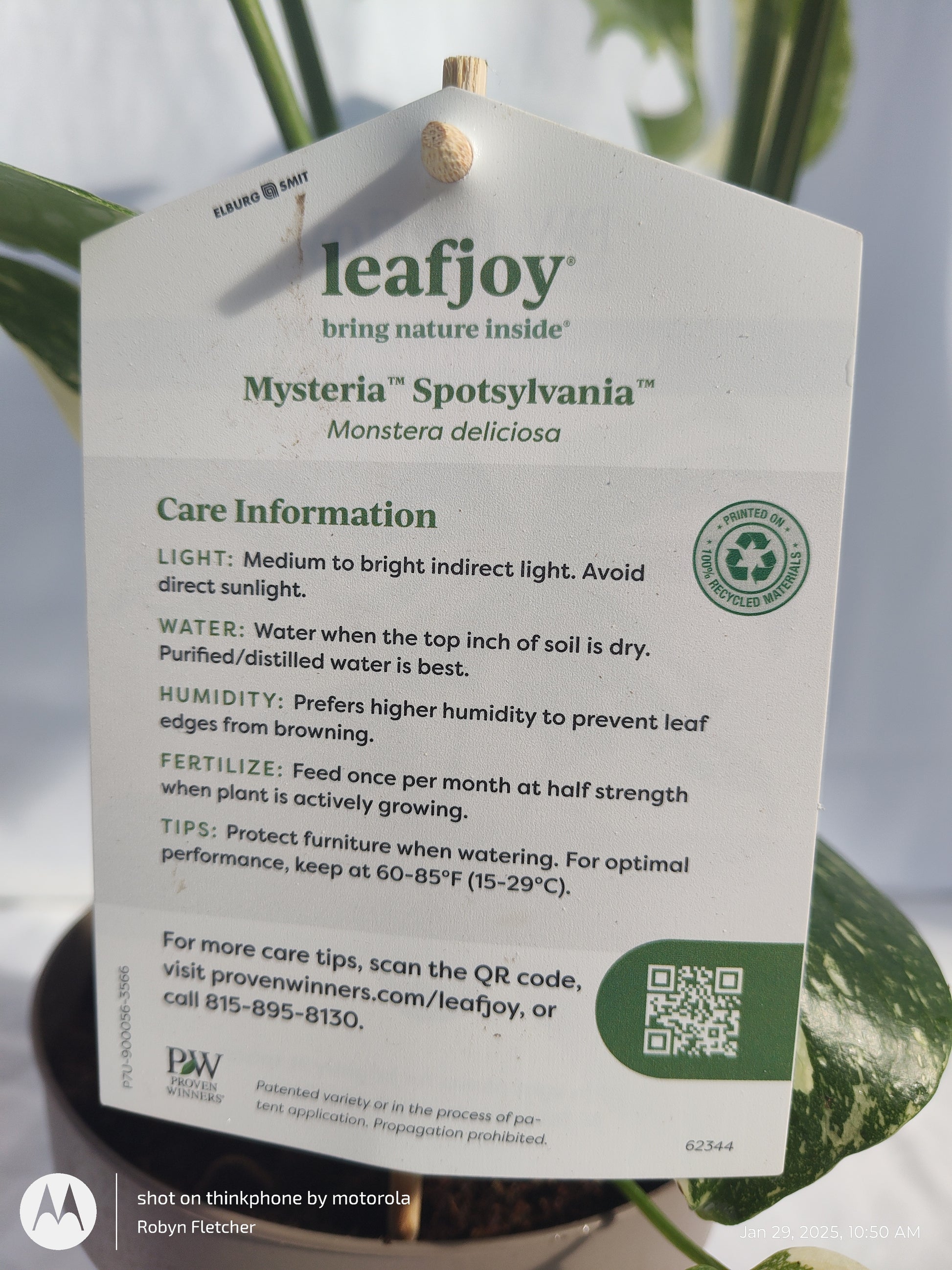 monstera spotsylvania MONSTERA SPOTSYLVANIA™ THAI CONSTELLATION PROVEN WINNERS 17CM – Madison County Ace Garden Center