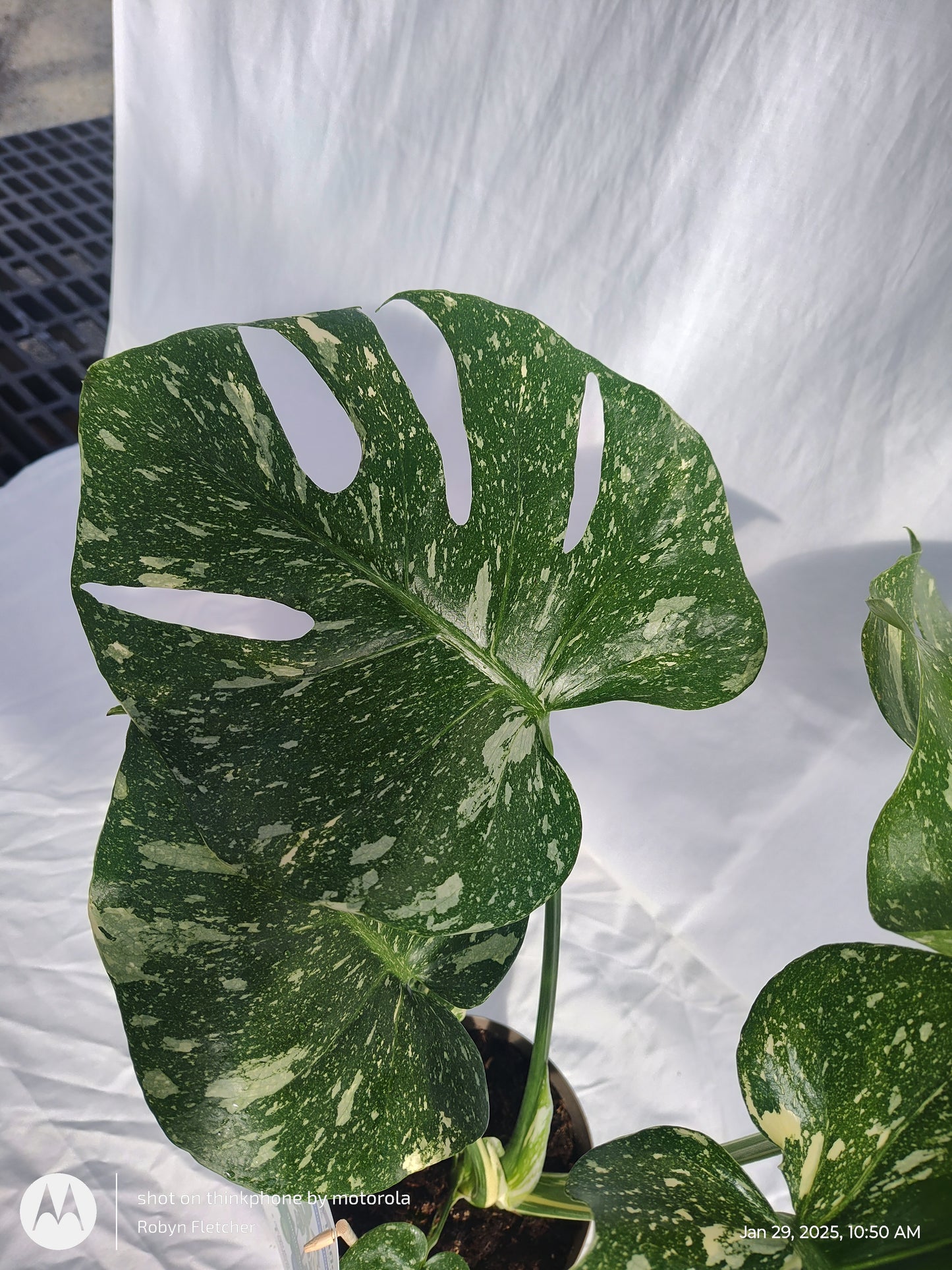 MONSTERA SPOTSYLVANIA™ THAI CONSTELLATION PROVEN WINNERS 17CM