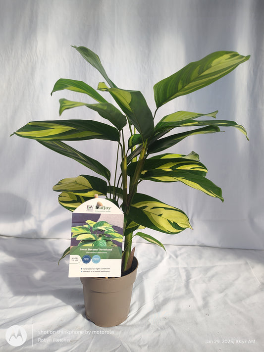 CTENANTHE NEVERLAND™ GOLDEN MOSAIC PROVEN WINNERS 12CM