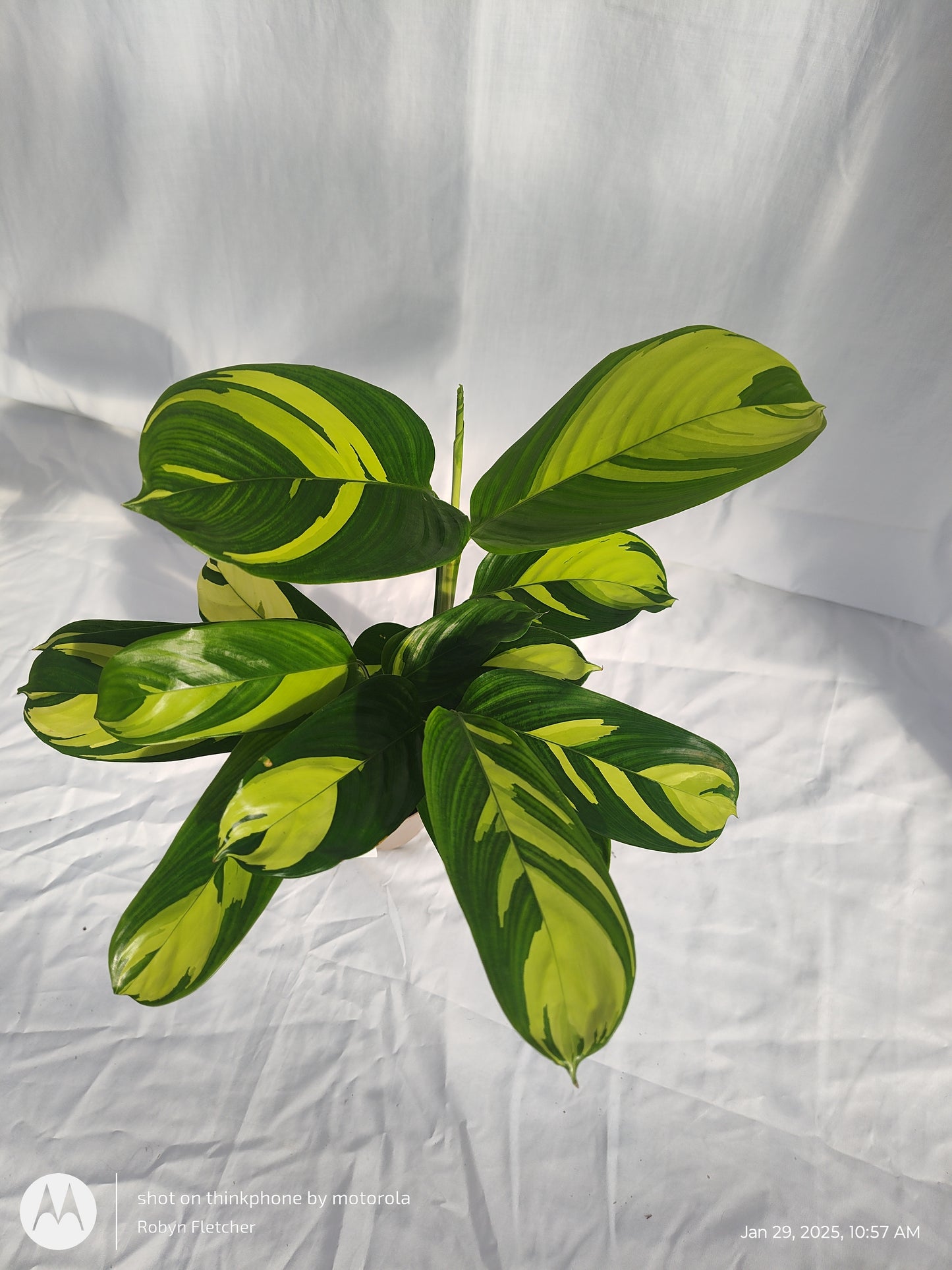 CTENANTHE NEVERLAND™ GOLDEN MOSAIC PROVEN WINNERS 12CM