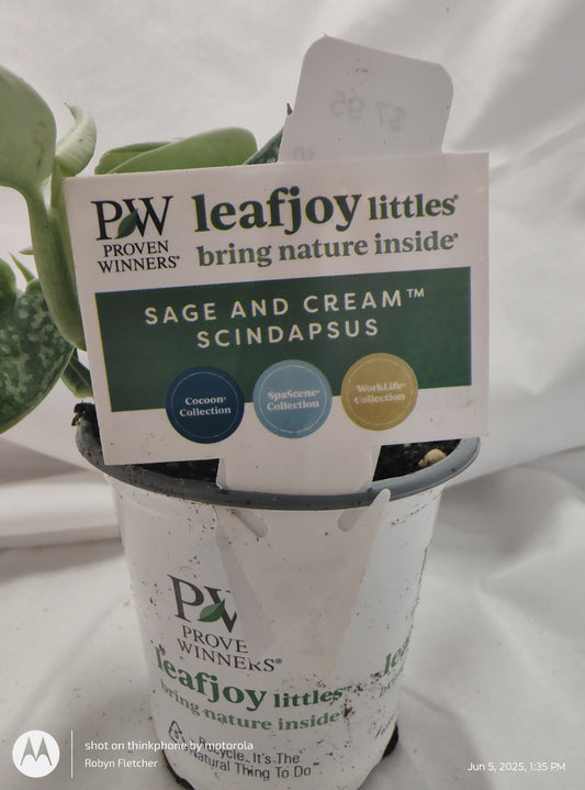 SCINDAPSUS SAGE AND CREAM™  PROVEN WINNER 9CM